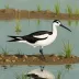 Avocet snipe eel