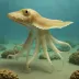 Acanthoteuthis speciosus
