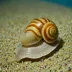 Atlantic Auger (Terebra dislocata)