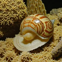Angular Auger (Terebra dimidiata)