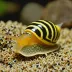 Assassin Snail (Clea helena)