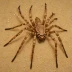Australian Badge Huntsman (Neosparassus diana)