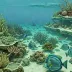Aruba Reef