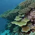 Angarosh Reef