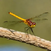 Asian amberwing (Brachythemis contaminata)