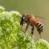 Andrena trimmerana