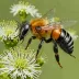 Andrena schencki