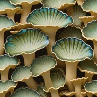 Abalone Oyster Mushroom