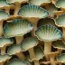 Abalone Oyster Mushroom