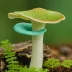 Aniseed Funnel