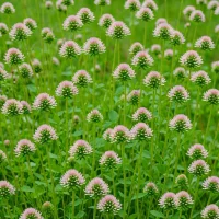 Alsike Clover