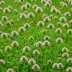 Alsike Clover