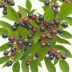 Aronia melanocarpa