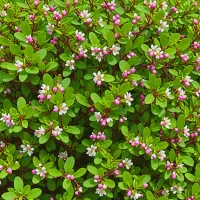 Arctostaphylos uva-ursi