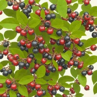 Aronia arbutifolia