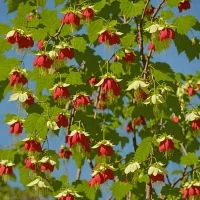 Abutilon megapotamicum
