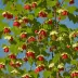 Abutilon megapotamicum