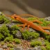 Anatolian Newt
