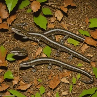 Atlantic Coast Slimy Salamander