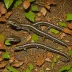 Atlantic Coast Slimy Salamander