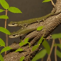 Arboreal Salamander