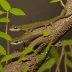 Best Salamander