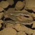 Austin Blind Salamander