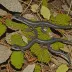 Allegheny Mountain Dusky Salamander