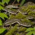 Alishan Salamander