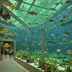 Aquarium of Cattolica