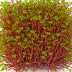 Agardhiella subulata