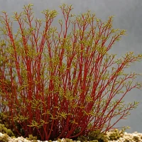 Aglaothamnion hookeri