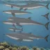 Arnoux's Beaked Whale