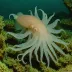 Atlantic Longfin Inshore Squid (Doryteuthis pealeii)