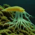 Abraliopsis pfefferi