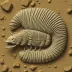 Aulacopleura