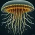 Atolla vanhoeffeni