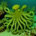 Algae Octopus (Abdopus aculeatus)
