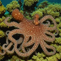 Amphioctopus neglectus