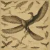 Archaeopteryx lithographica (Berlin specimen HMN 1880)