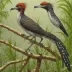 Anchiornis huxleyi