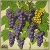 Andy Warhol - Grapes (1979)