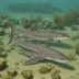 Australian weasel shark