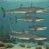 Anomotodon novus