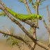 African Tree Locust (Anacridium wernerellum)