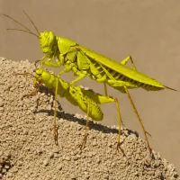 African Yellow-winged Locust (Gastrimargus africanus)