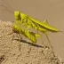 African Yellow-winged Locust (Gastrimargus africanus)