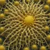 Arachnoides placenta