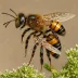 Andrena bicolor