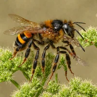 Andrena marginata